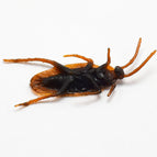 Cockroach / 1 pcs
